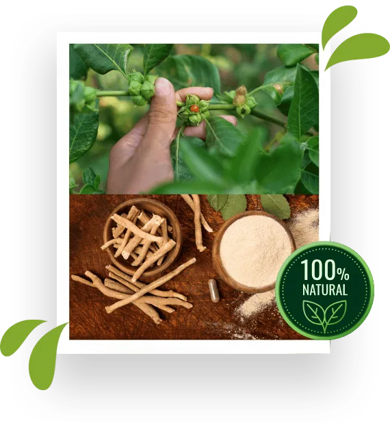 herbal supplements malaysia,