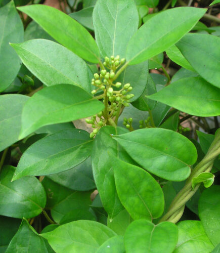 Gymnema_sylvestre_R.Br_-_Flickr_-_lalithamba