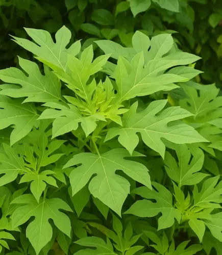 daun insulin