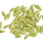 Fennel Foeniculum vulgare