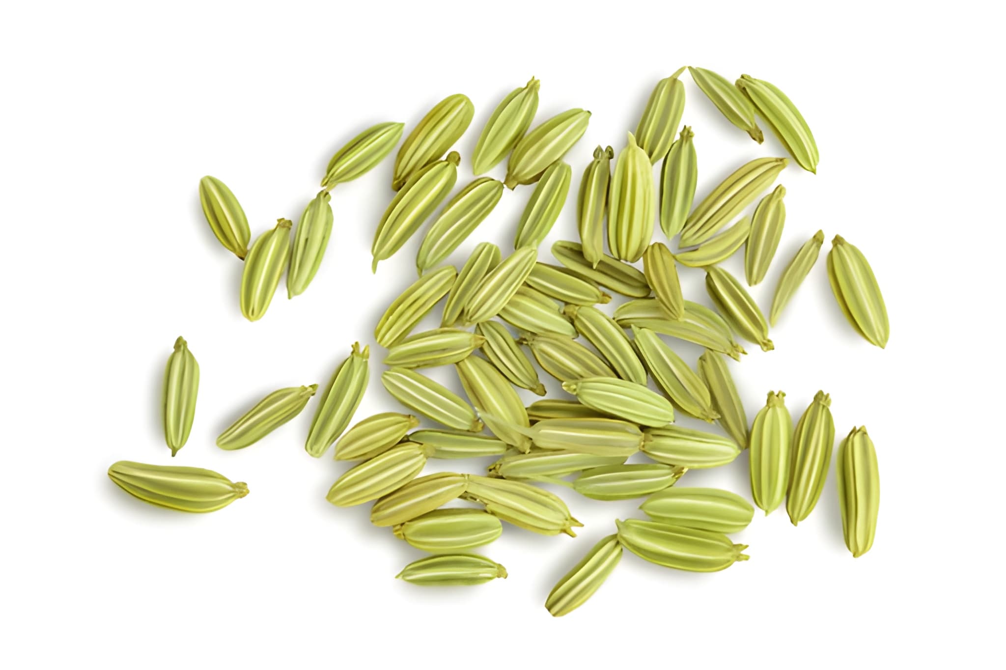 Fennel Foeniculum vulgare