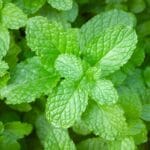 Peppermint Mentha piperita