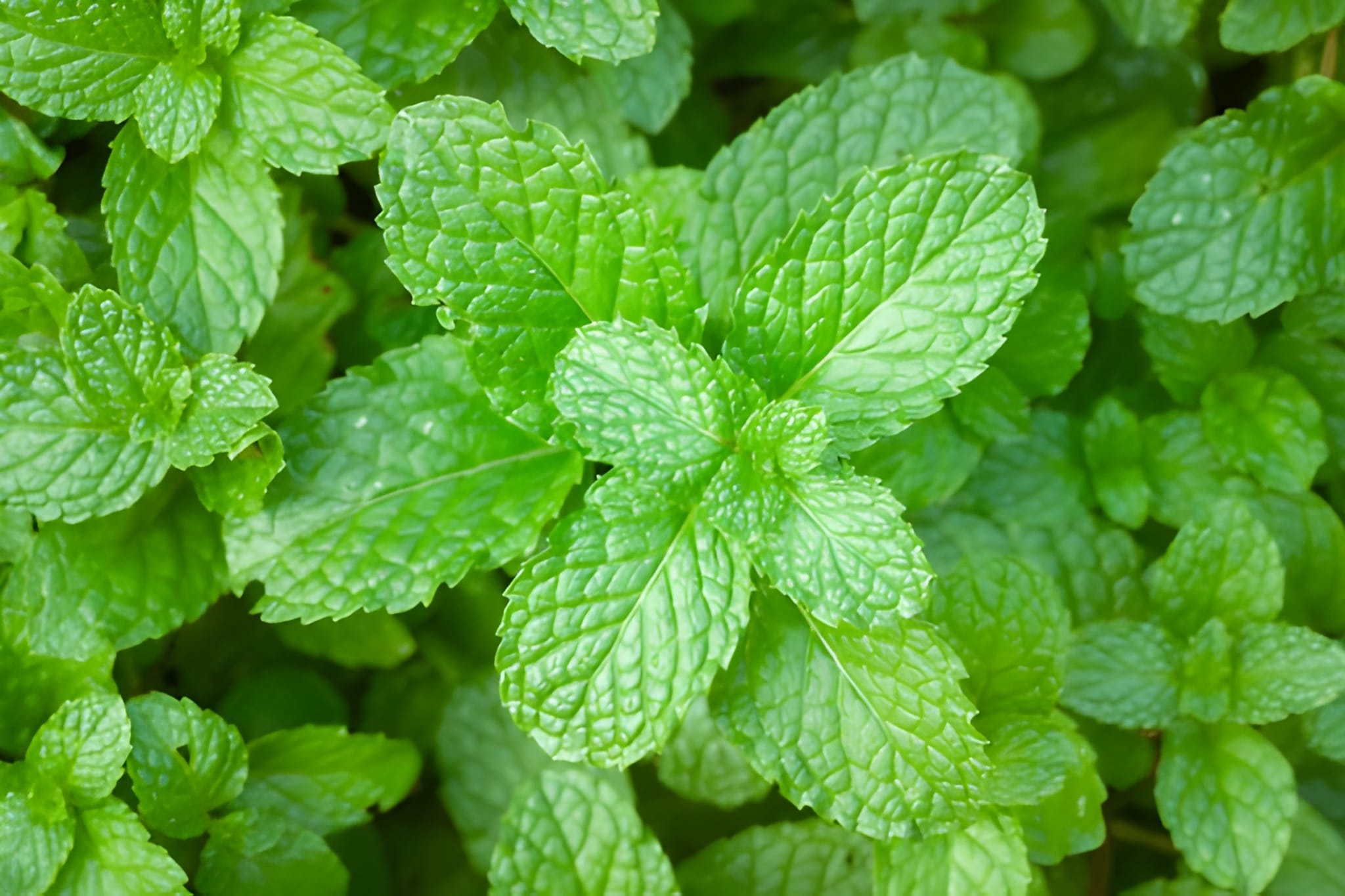 Peppermint Mentha piperita