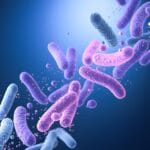 Probiotik Lactobacillus Bifidobacterium